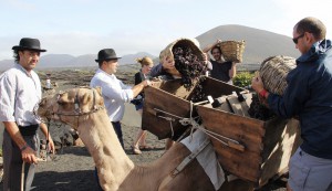 Vendimia con camellos.