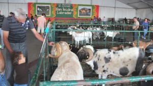 La edición 2015 promueve el Primer Hermanamiento de Ganaderos de Lanzarote y Fuerteventura. Habrá además exhibición de arrastre de ganado de la ganadería José Rivero de Las Palmas. 