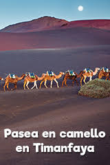Paseo a camello